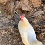 hen poultry Image 8