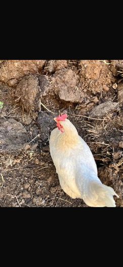 hen poultry
