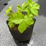 Wild Strawberries plants Image 4