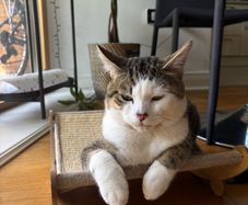 Cat Scratcher