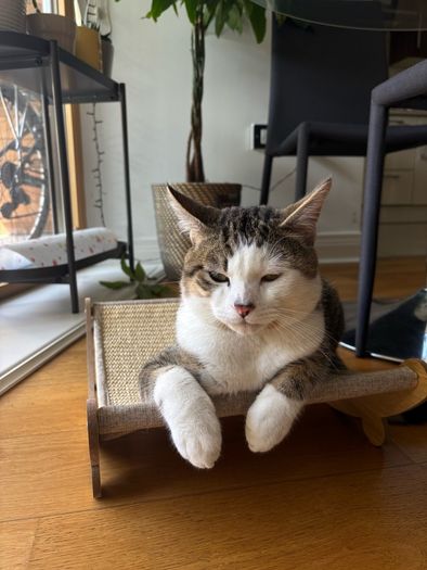 Cat Scratcher
