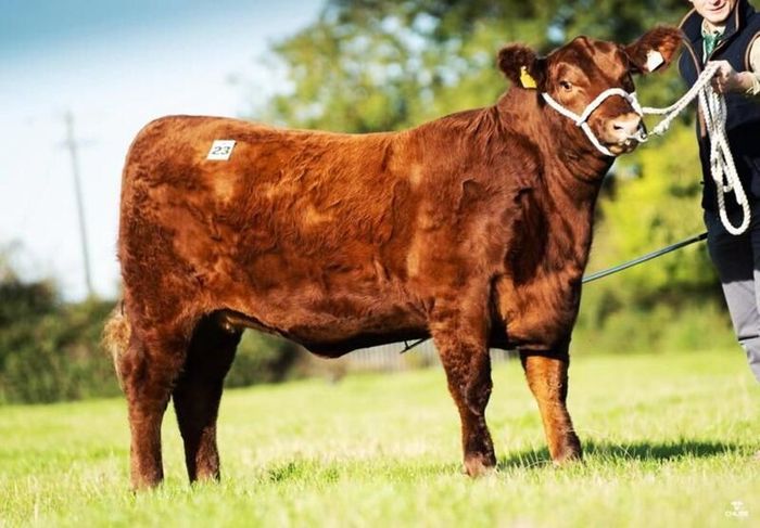 Carrick-on-Shannon Autumn Mixed Breed Show & Sale