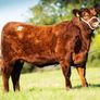 Carrick-on-Shannon Autumn Mixed Breed Show & Sale Image 2