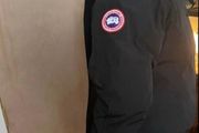 Canada goose