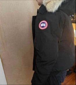 Canada goose