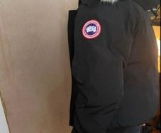 Canada goose