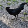 Rare breed chicks for sale Image 5