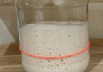 Live Sourdough Bread Starter