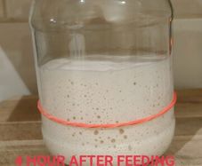Live Sourdough Bread Starter