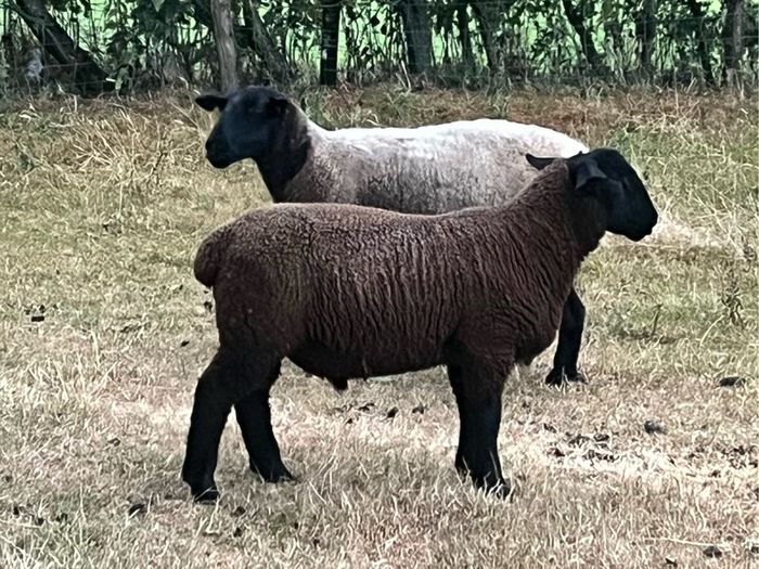 Suffolk Ram Lamb