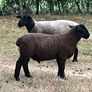 Suffolk Ram Lamb Image 3