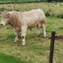Bulls Image 2
