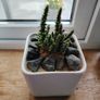 Cactus Plant in Pot Image 2