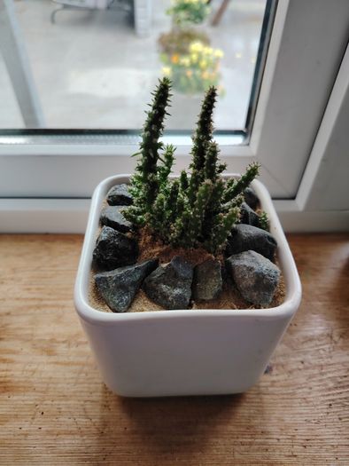 Cactus Plant in Pot