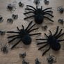Several black spiders Image 3