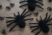 Several black spiders