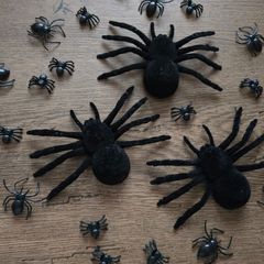 Several black spiders