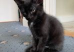 Adorable black kitten