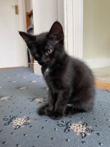 Adorable black kitten