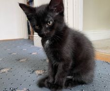 Adorable black kitten