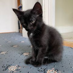 Adorable black kitten