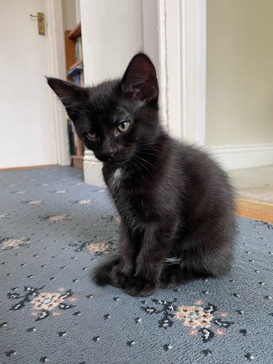 Adorable black kitten