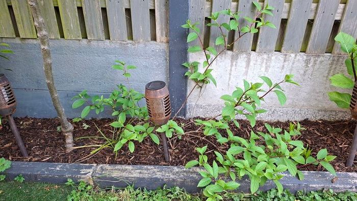 Free Trees / Shrubs