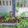 Free Trees / Shrubs Image 10