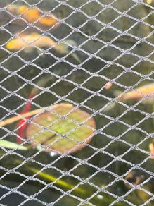 pond