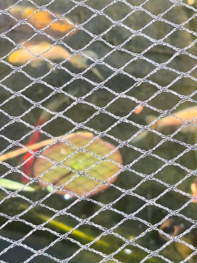 pond