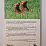 Grizzlies In Their backyard (paperback) Image 3