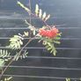 Mountain ash trees 5ft+ tall ..! Image 7