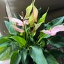 Plant Pink Flamingo Flower Image 2