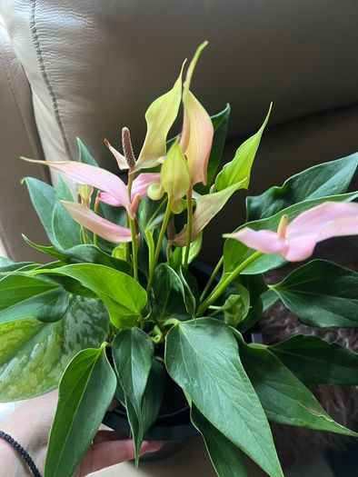 Plant Pink Flamingo Flower