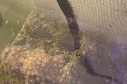 Zoas Colony