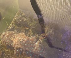 Zoas Colony