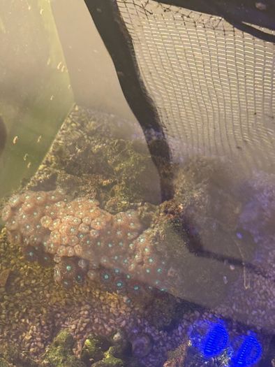Zoas Colony