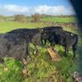 Weanlings Image 5