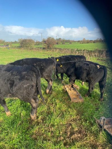 Weanlings