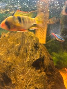 fish tank