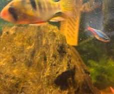 fish tank