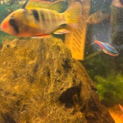 fish tank