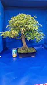 Mature Japanese Maple Bonsai