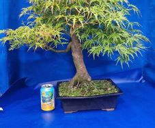 Mature Japanese Maple Bonsai