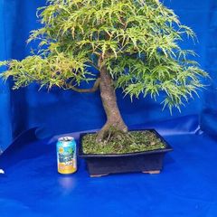 Mature Japanese Maple Bonsai