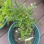 Tony Aster - Cotoneaster microphyllus plants Image 2