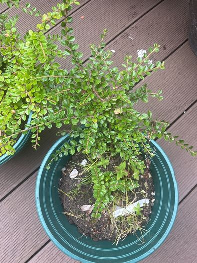 Tony Aster - Cotoneaster microphyllus plants