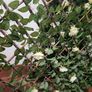 Artificial trellis with flowers (white roses) Image 5
