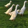 Runner Ducks Image 4