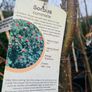 Japanese rowan tree job lot Image 2
